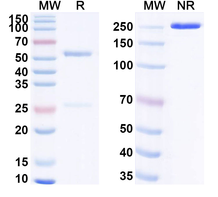 SDS-PAGE for Anti-Pan-pY/pTyr/Phosphotyrosine Antibody (SAA0305)