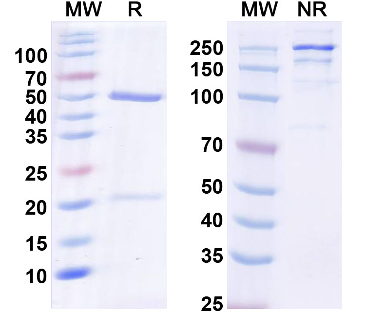 SDS-PAGE for Anti-Pannexin-2 Antibody (N121/40)