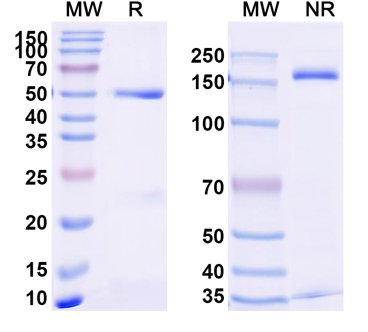 SDS-PAGE for Anti-PBP2a Antibody (SAA2416)