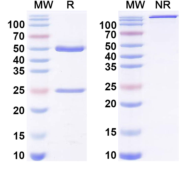 SDS-PAGE for Anti-PEG Antibody (14B5/PEG.1a)