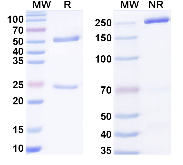 SDS-PAGE for Anti-PEG Antibody (14B5/PEG.1b)