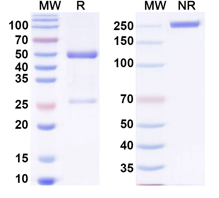 SDS-PAGE for Anti-PEG Antibody (15-2b)