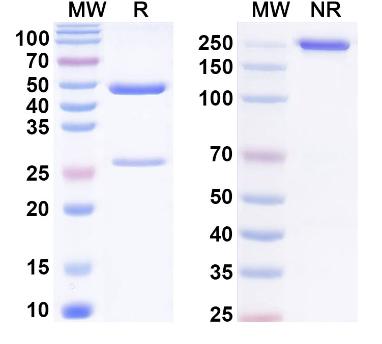 SDS-PAGE for Anti-PEG Antibody (32D6)