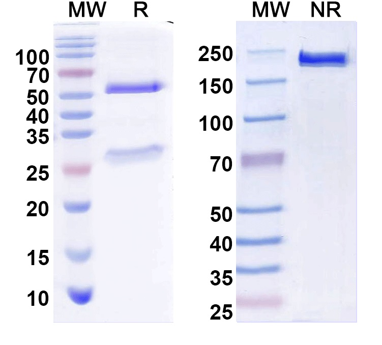 SDS-PAGE for Anti-PEX6 Antibody (N233/22)