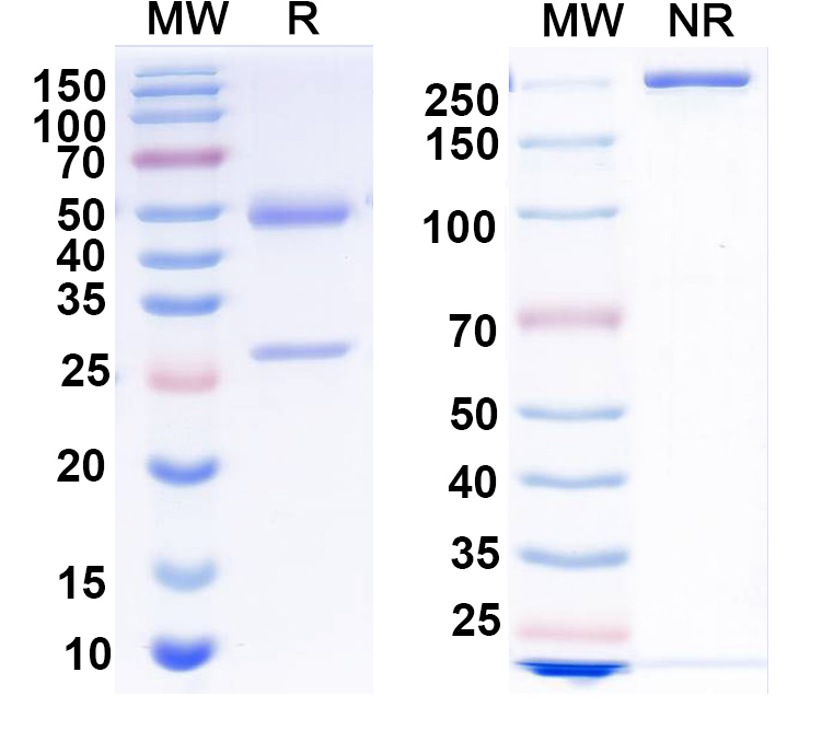 SDS-PAGE for Anti-PGE2/Prostaglandin E2 Antibody (2B5)