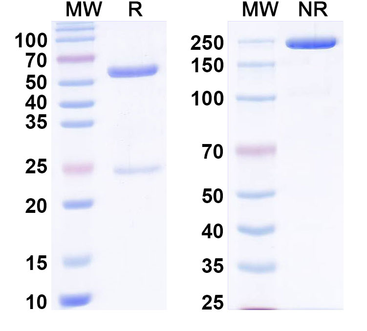 SDS-PAGE for Anti-PHLPI/Allergen Phl p I Antibody (SAA0673)