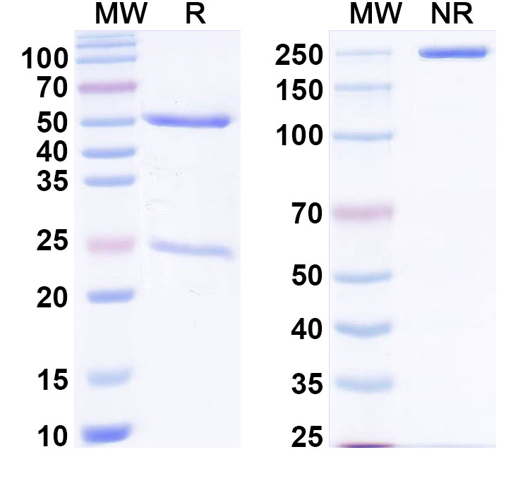 SDS-PAGE for Anti-PHLPI/Allergen Phl p I Antibody (SAA0677)