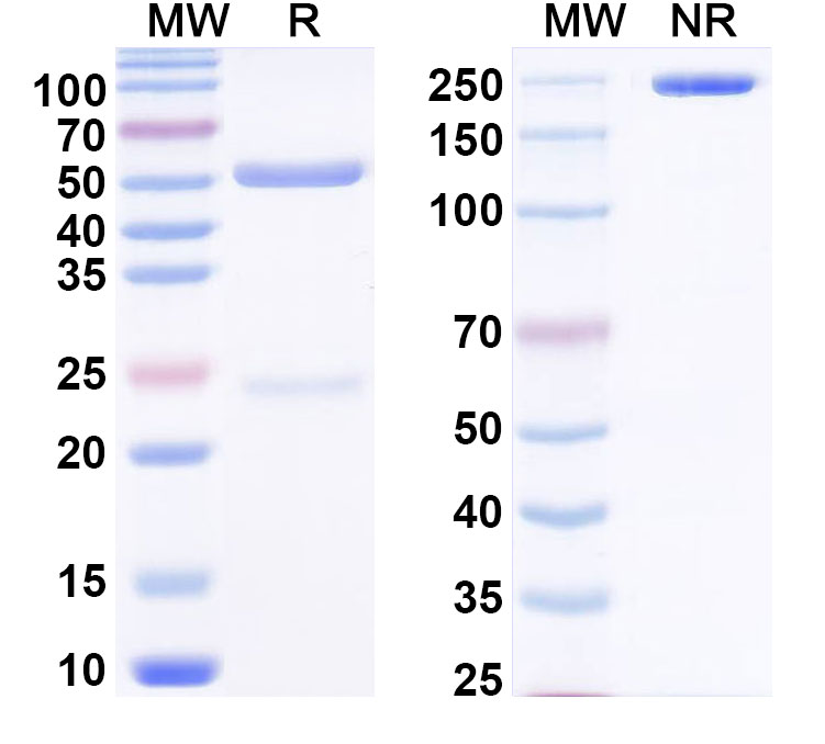 SDS-PAGE for Anti-PHLPI/Allergen Phl p I Antibody (SAA0680)