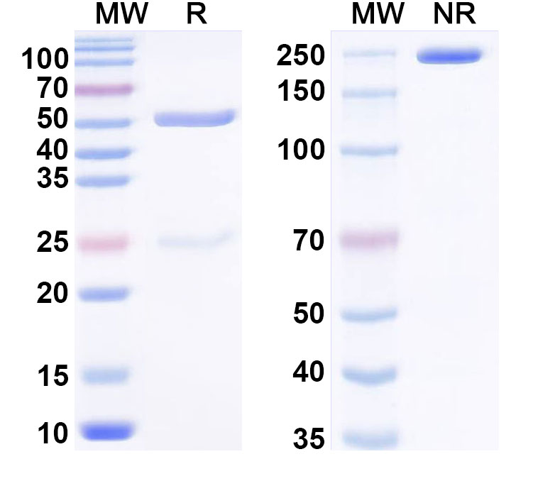 SDS-PAGE for Anti-PHLPII/Phl p 2 Antibody (SAA0684)