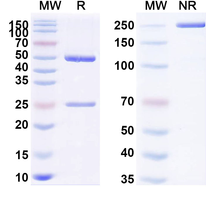 SDS-PAGE for Anti-PHLPII/Phl p 2 Antibody (SAA0685)