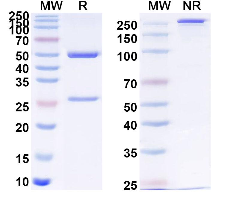 SDS-PAGE for Anti-PHLPIV/phlp4 Antibody (SAA0742)