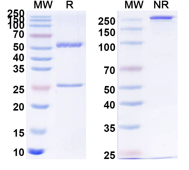 SDS-PAGE for Anti-PHLPIV/phlp4 Antibody (SAA0746)