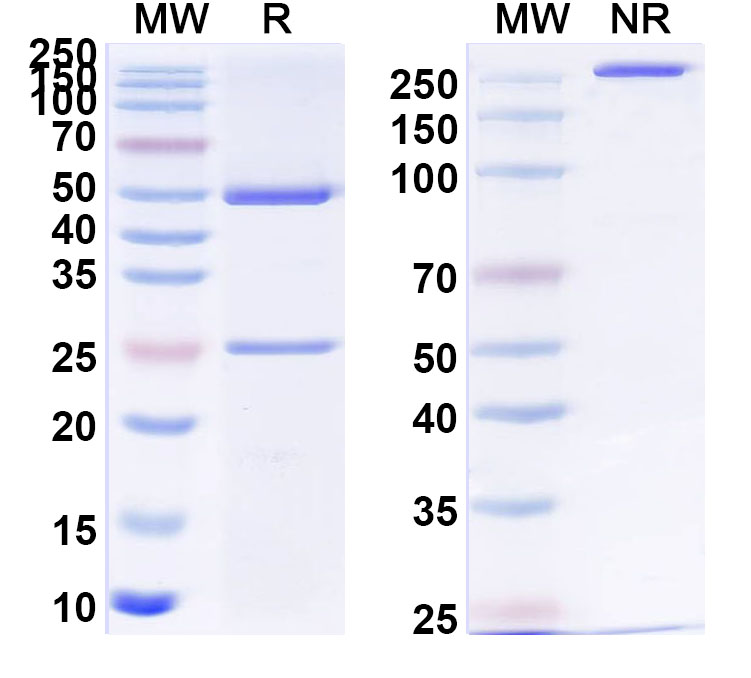 SDS-PAGE for Anti-PHLPIV/phlp4 Antibody (SAA0748)