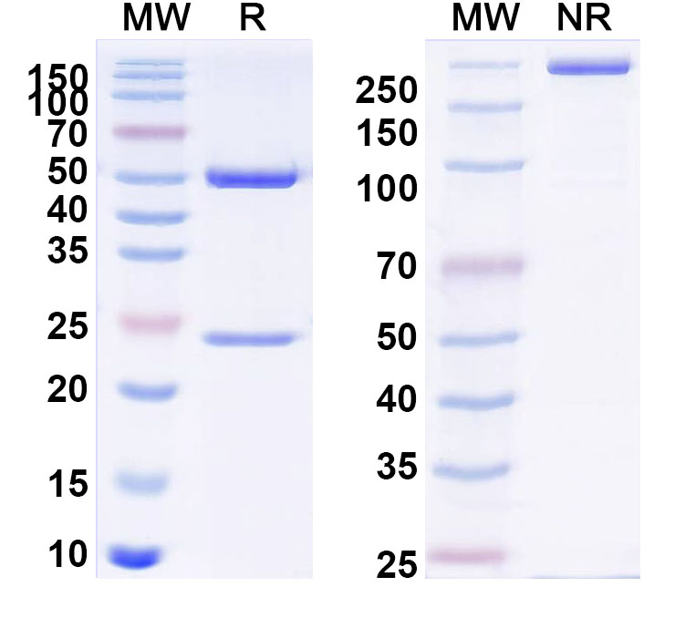 SDS-PAGE for Anti-PHLPV/Allergen Phl p V Antibody (SAA0731)