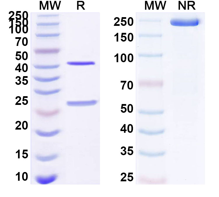 SDS-PAGE for Anti-PHLPVa/Allergen Phl p Va Antibody (SAA0693)