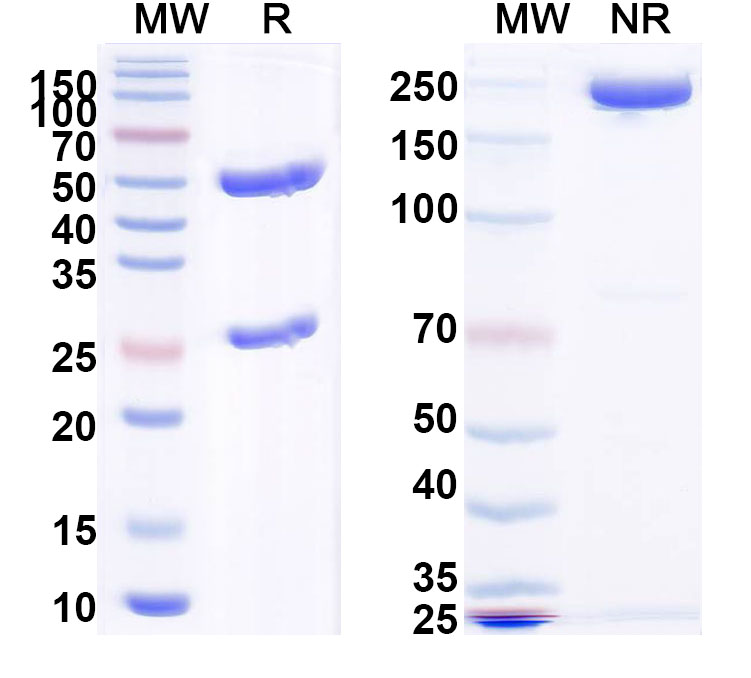 SDS-PAGE for Anti-PHLPVa/Allergen Phl p Va Antibody (SAA0696)