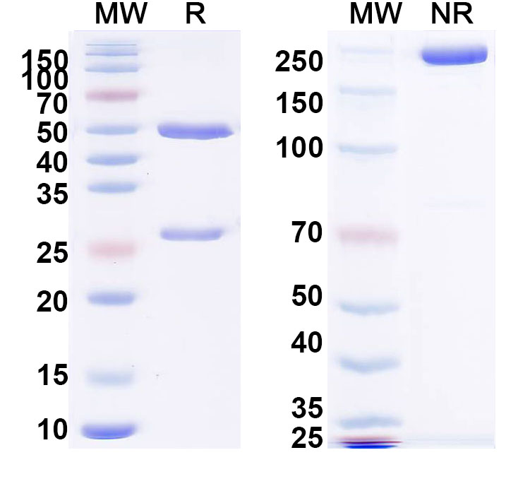 SDS-PAGE for Anti-PHLPVa/Allergen Phl p Va Antibody (SAA0697)