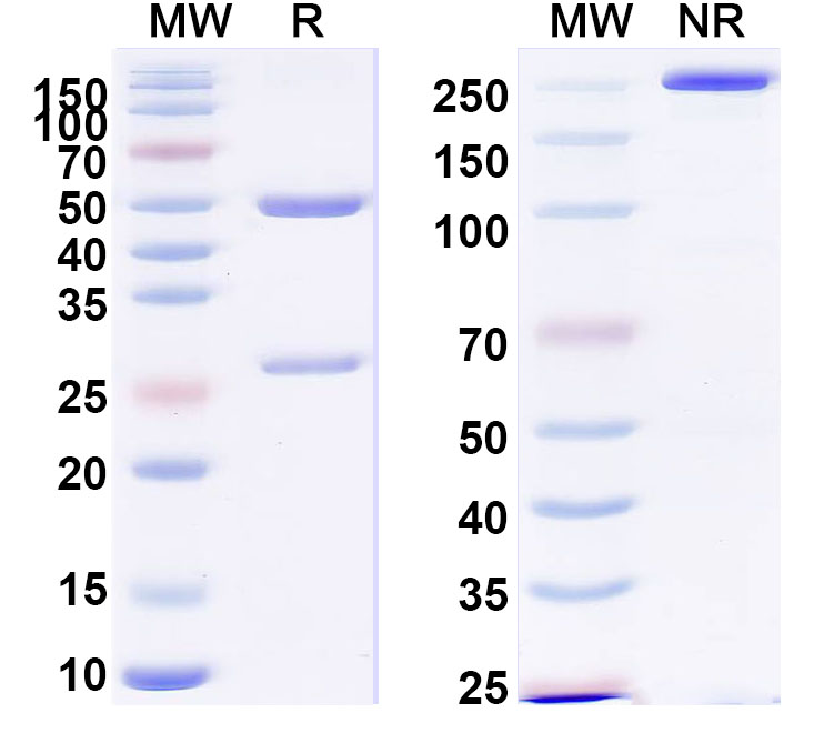 SDS-PAGE for Anti-PHLPVa/Allergen Phl p Va Antibody (SAA0700)