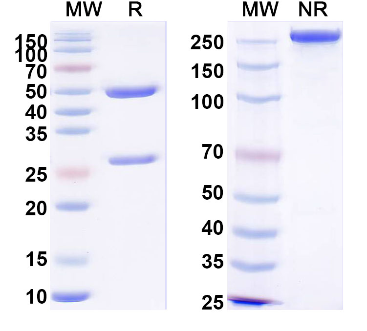 SDS-PAGE for Anti-PHLPVa/Allergen Phl p Va Antibody (SAA0703)