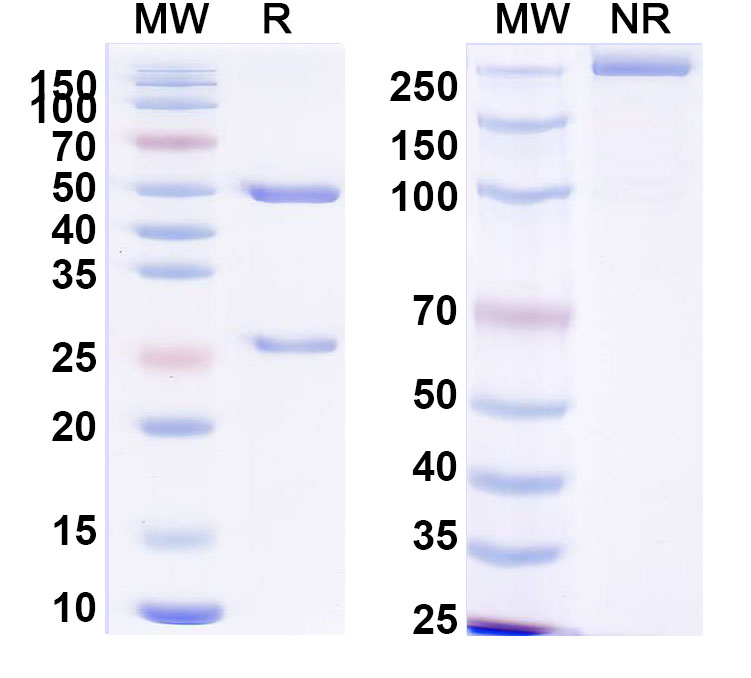 SDS-PAGE for Anti-PHLPVa/Allergen Phl p Va Antibody (SAA0706)