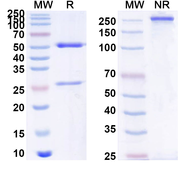SDS-PAGE for Anti-PHLPVI Antibody (SAA0738)