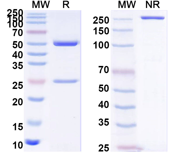 SDS-PAGE for Anti-PHLPVI Antibody (SAA0740)