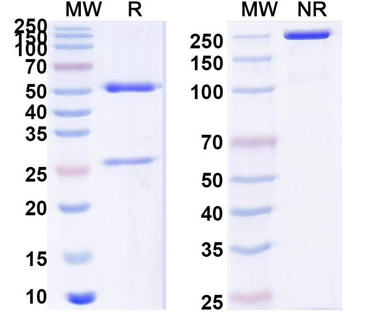 SDS-PAGE for Anti-PHLPXI Antibody (SAA0734)