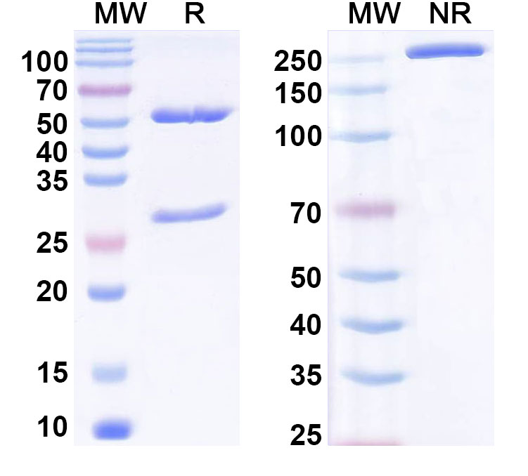 SDS-PAGE for Anti-Phospho-CREB1 (pS133) Antibody (SAA0304)