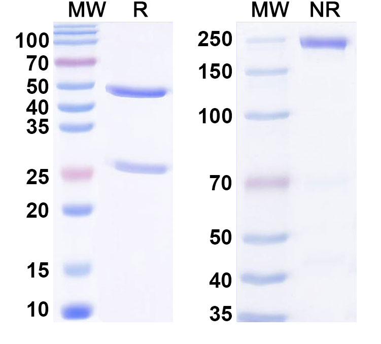 SDS-PAGE for Anti-Phospho-POLR2A-CTD (p(YSPTSPSYSPTSPS)-S7) Antibody (S7)