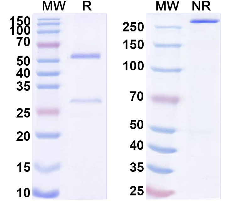 SDS-PAGE for Anti-Phospho-RIPK3 (pS199) Antibody (SAA0298)