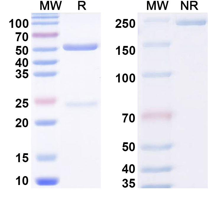SDS-PAGE for Anti-Phospho-Tau (pS396/pS404) Monoclonal Antibody, SAA0294