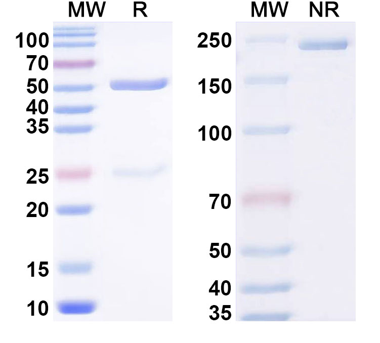 SDS-PAGE for Anti-Phospho-Tau (pS422) Monoclonal Antibody, SAA0296