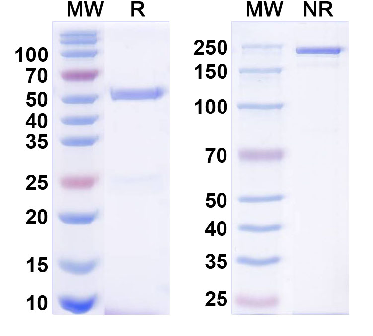 SDS-PAGE for Anti-PICK1 Antibody (L20/23)