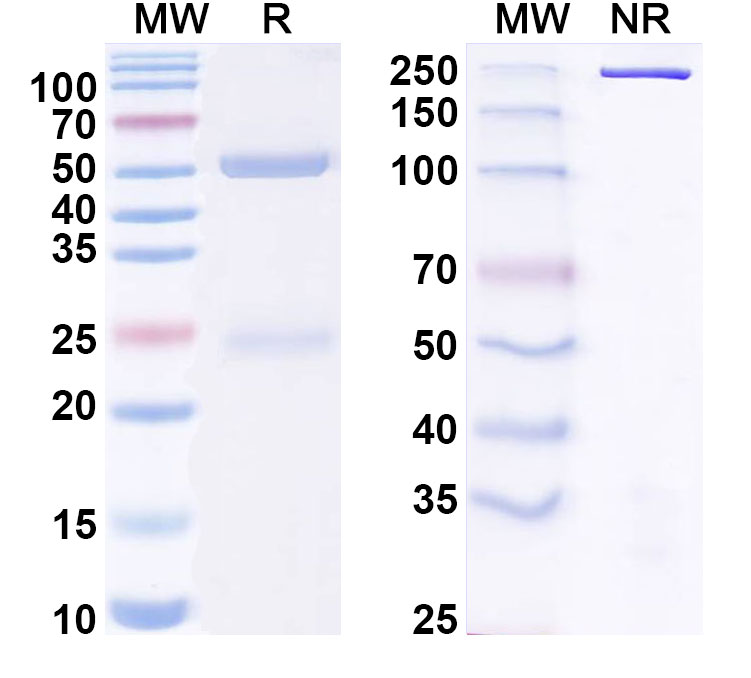 SDS-PAGE for Anti-polyglutamine/polyQ Antibody (3B5H10)