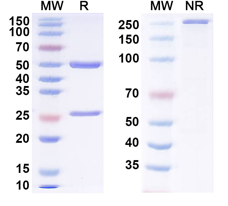 SDS-PAGE for Anti-Progesterone Antibody (B14)