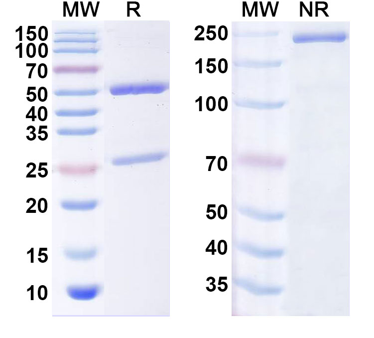 SDS-PAGE for Anti-Pseudomonas aeruginosa PcrV Monoclonal Antibody (ABS0461)
