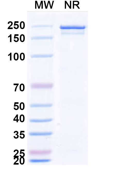 SDS-PAGE for Anti-Rabies virus G/Glycoprotein Antibody (17C7)