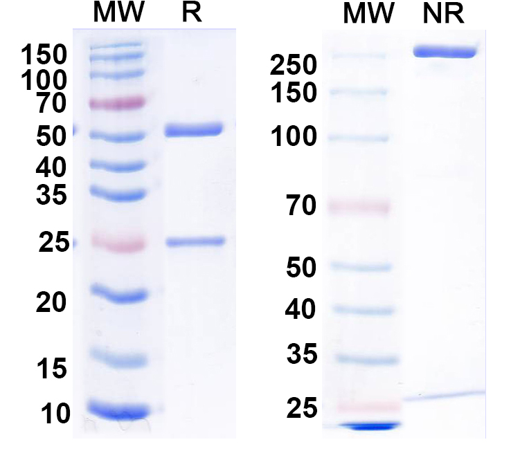 SDS-PAGE for Anti-RABV G/Glycoprotein Antibody (Fab094)