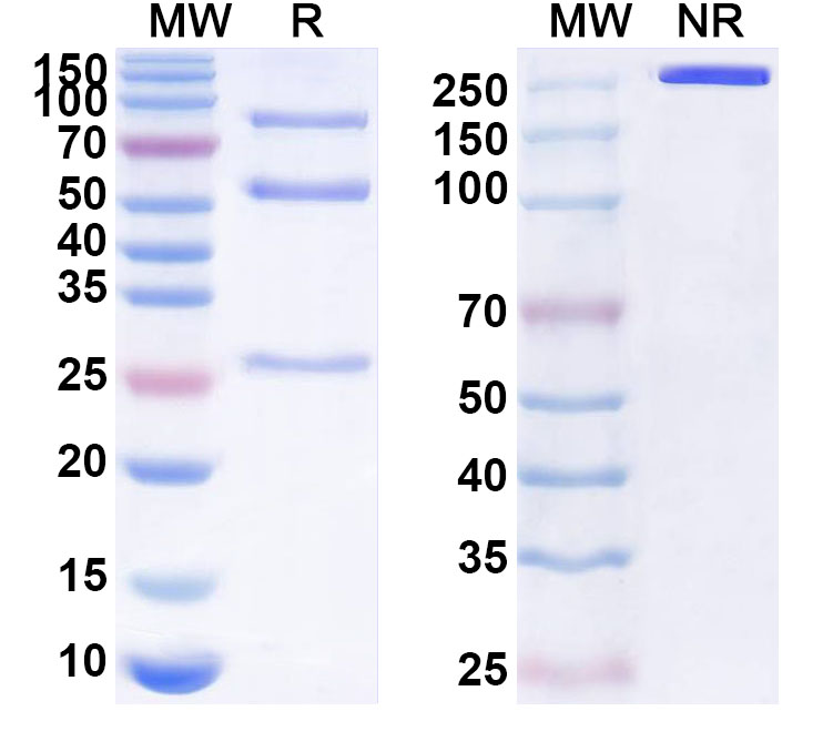 SDS-PAGE for Anti-RABV G/Glycoprotein Antibody (SO57)