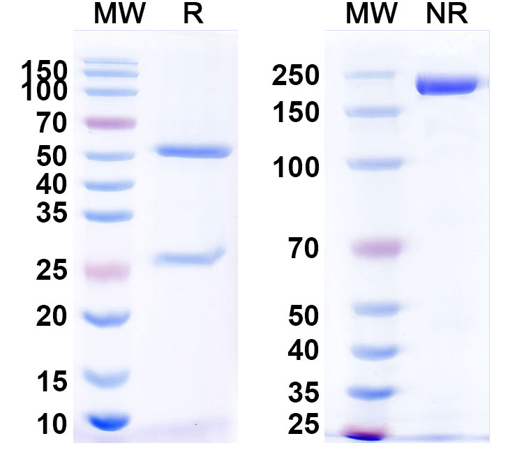 SDS-PAGE for Anti-Rat CD2/LFA-2/OX-34 Antibody (OX-34)