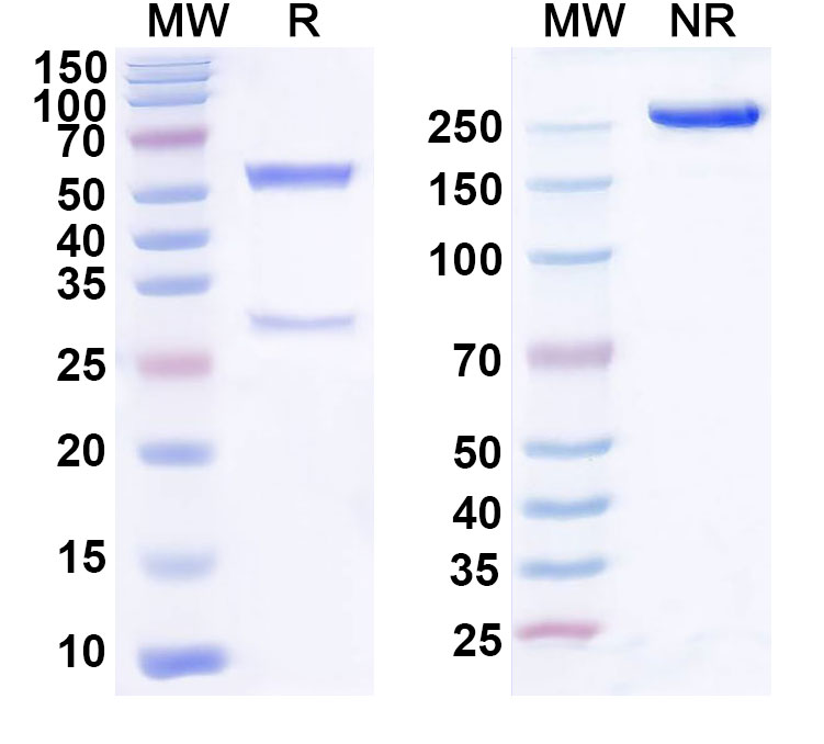 SDS-PAGE for Anti-Rat VEGFA Antibody (SAA0447)