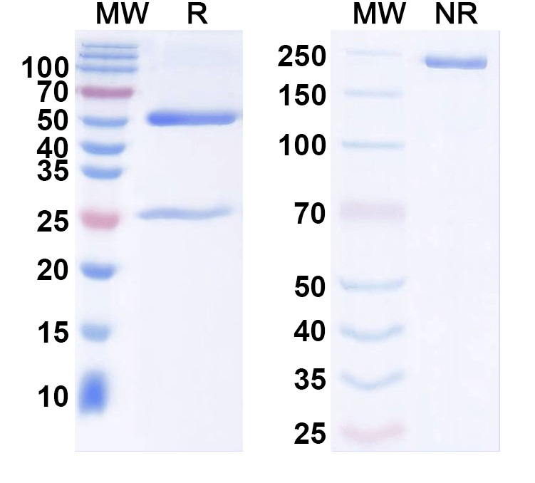 SDS-PAGE for Anti-RD114 retrovirus env/Envelope protein Monoclonal Antibody, 22F10