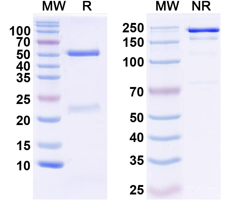SDS-PAGE for Anti-REEP1/2 Antibody (N326D/29)