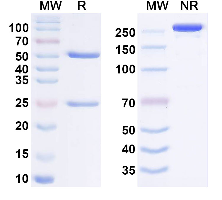 SDS-PAGE for Anti-REGN5381 Monoclonal Antibody (REGN9035)