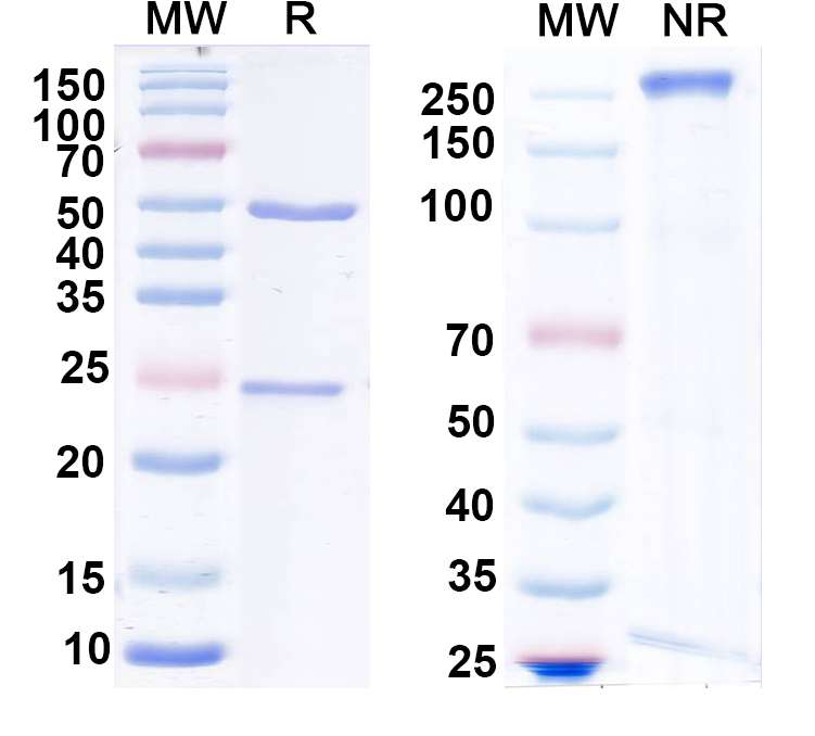SDS-PAGE for Anti-RGS2 Monoclonal Antibody (L33/33)