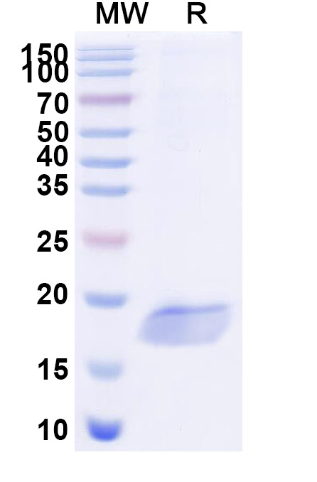 SDS-PAGE for Anti-Salmonella enteritidis FliC VHH (SAA2505)