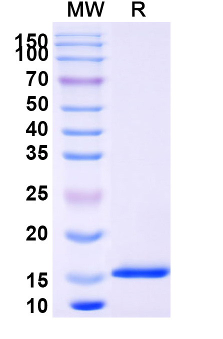 SDS-PAGE for Anti-SARS-CoV-2 NP/Nucleoprotein VHH (SAA1347)