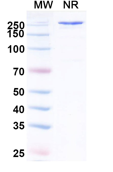 SDS-PAGE for Anti-SARS-CoV-2 RBD Monoclonal Antibody (VIR-7229)