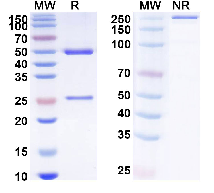 SDS-PAGE for Anti-SARS-CoV-2 S protein (STI-1499/COVI-SHIELD)