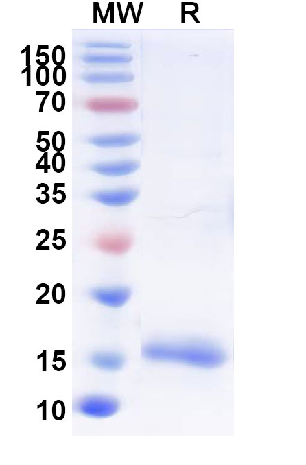 SDS-PAGE for Anti-SARS-CoV-2 S Protein VHH (SAA0946)